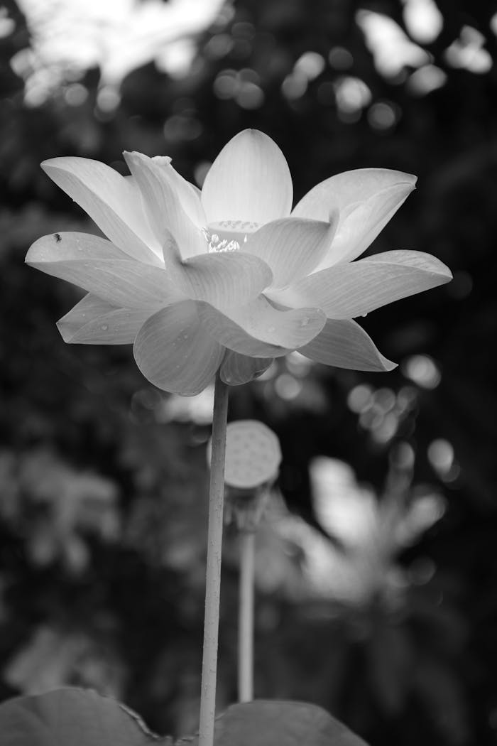 Offerings A striking black and white photo of a blooming lotus flower, emphasizing its beauty and elegance.